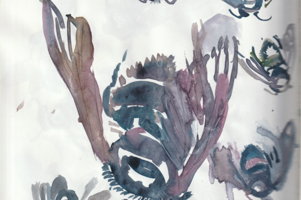 Numérisation_abeille charpentière