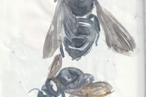 abeille charpentière 1