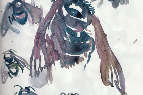 abeille charpentière 4