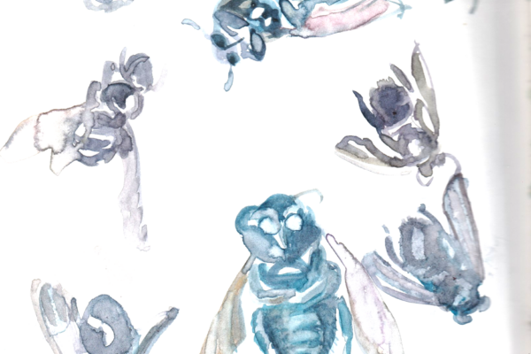 abeille charpentière 5