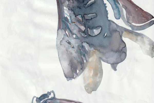 abeille charpentière 6