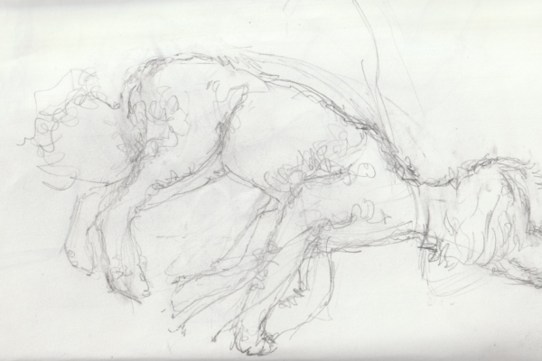 étude chien au crayon 1