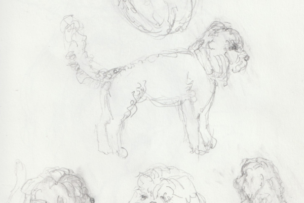 étude chien au crayon