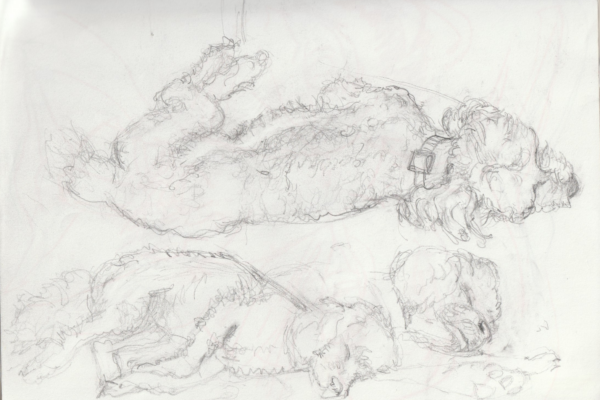 étude chien léo crayon