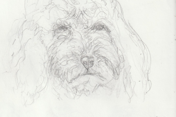 étude tête de chien léo crayon