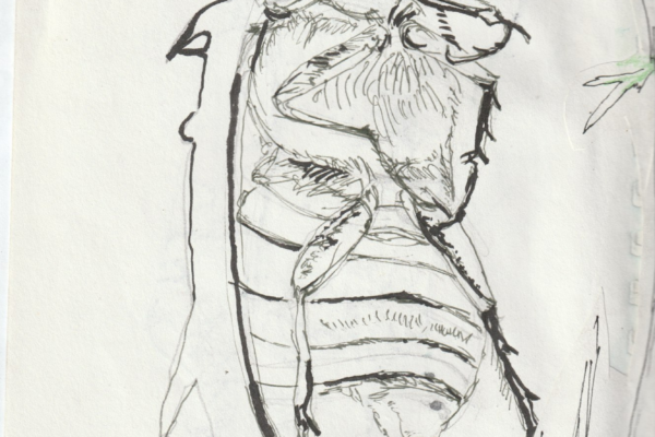 insecte encre de chine 3